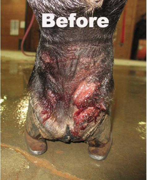 Well-Horse Resin 2oz & 4oz
