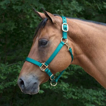 Big D - Nylon Halter 7+ colours