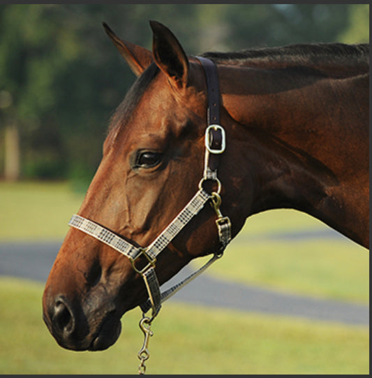 Baker Halter w/Leather Crown